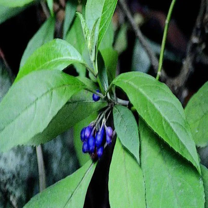 Порошок 20:1 экстракта febrifuga Dichroa 100-1000g, huang chang shan, Saxifragaceae, радаров экстракт dichroae для лечения кашель, простуды