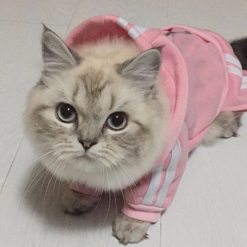 Модная одежда для кошек зимняя теплая уютная Одежда любимцы котята верхняя