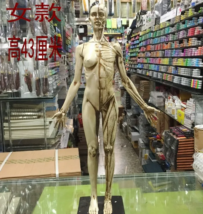 Бесплатная доставка 45 см человеческий мускуло скелетная анатомическая