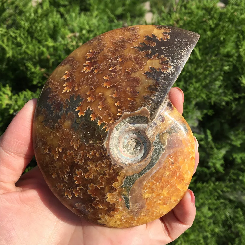 Красивый настоящий аммонит Fossil Madagascar Shell Fossil Specimen хороший подарок для каменной коллекции