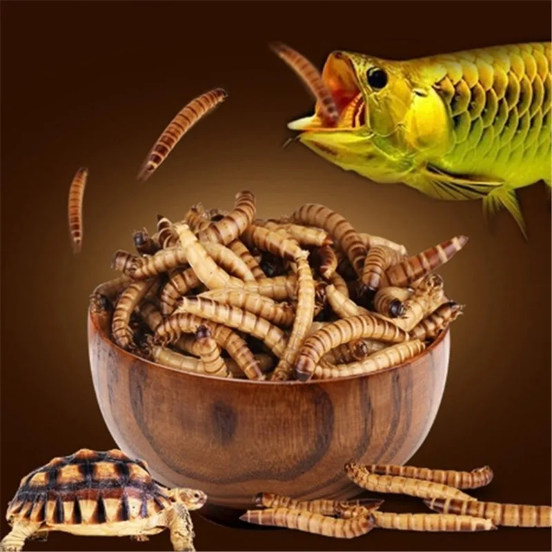 Сушеный аквариум Mealworm пруд рептилии дикая птица еда хомяк семена птиц ящерица