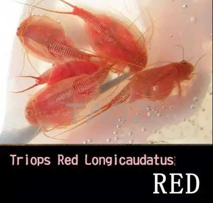 red varieties Новые яйца триопс 45 яиц аквариумные питомцы - Цвет: red varieties