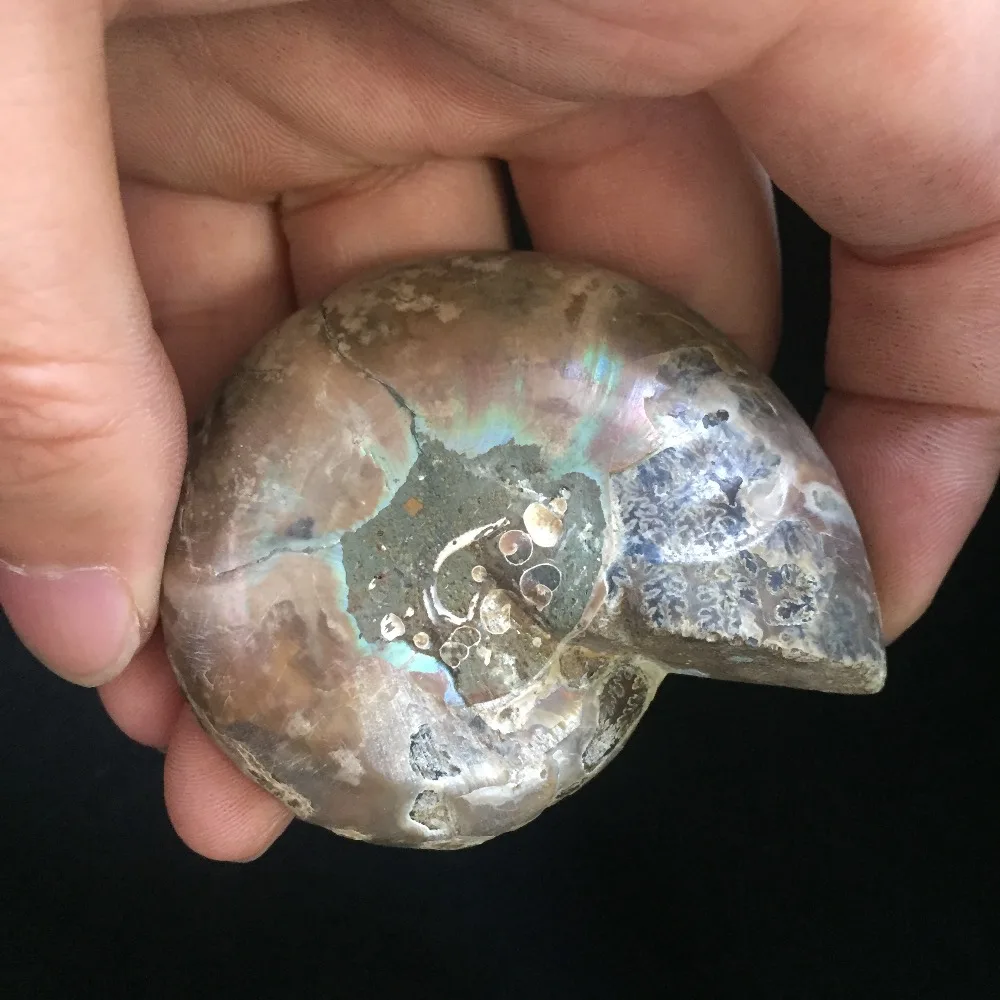 62 г Лидер продаж настоящий аммонит ископаемые минералы камень sfera ди cristallo фэн шуй