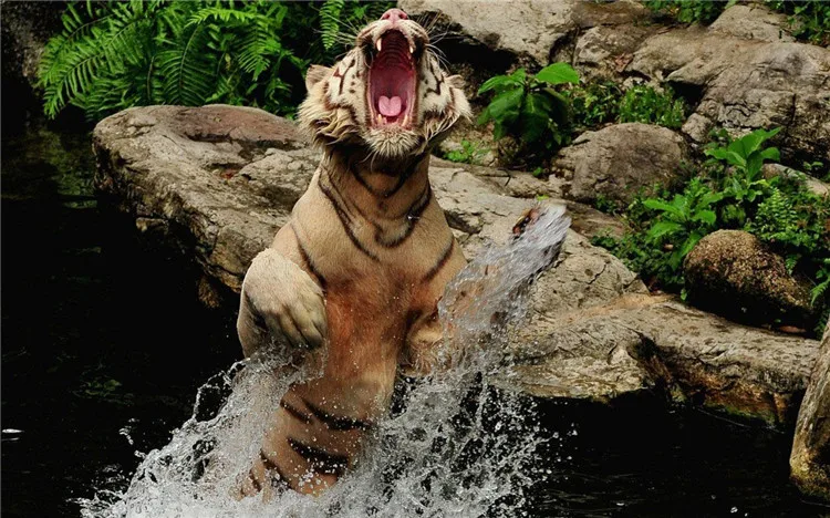 5d diy Алмазные Тигры играть в воде вышивка крестом Алмазная картина куб дрель