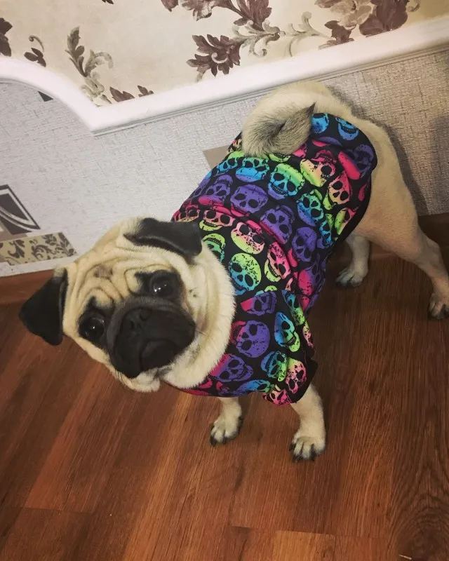 Толстовка с капюшоном для щенков собак черепов домашних питомцев теплая зимняя