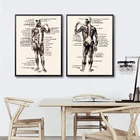 Два винтажных плаката с изображением тела человека спереди и сзади, медицинская анатомия, иллюстрация, искусство, Картина на холсте, декор для офиса врача