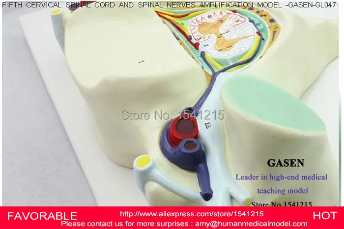 Пятая Шейная модель позвоночника спинного мозга шейного отдела для изучения вен