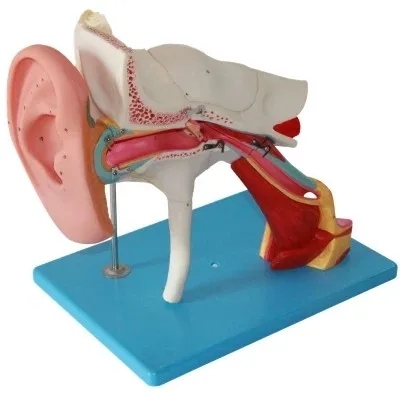 

Ear structure enlarge model Ear anatomy inner ear Middle ear free shipping