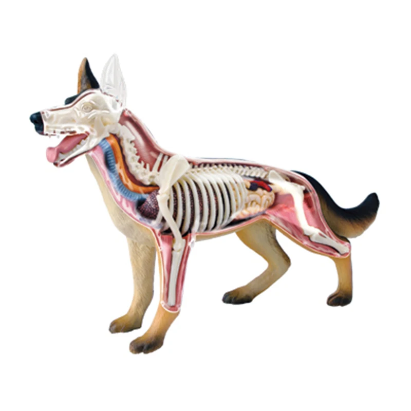4D Dog Intelligence Assembling Toy Animal Organ Anatomy Model Medical Teaching DIY Popular Science Appliances spider 4d master puzzle assembling toy animal biology organ anatomical model medical teaching model