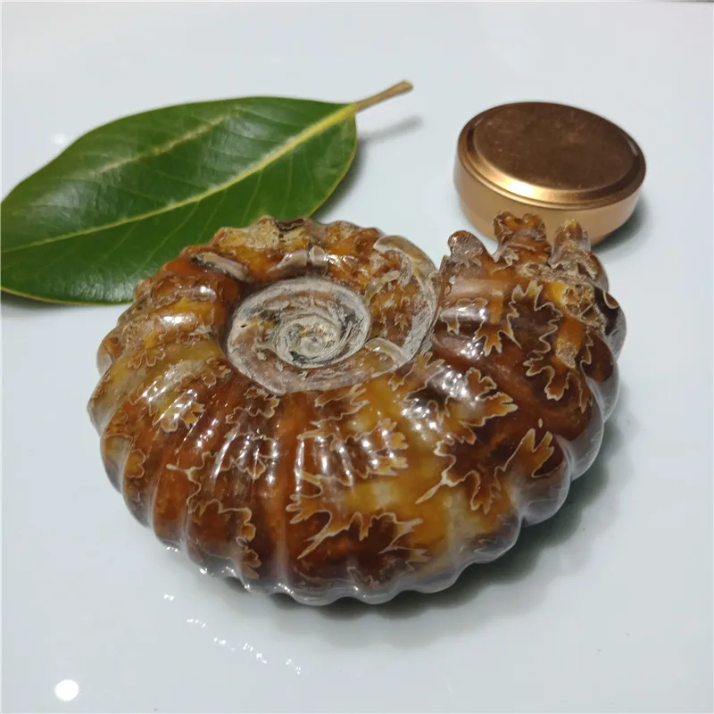 Около 200 граммов натуральный полированный козий Рог окаменелости аммониты Conch