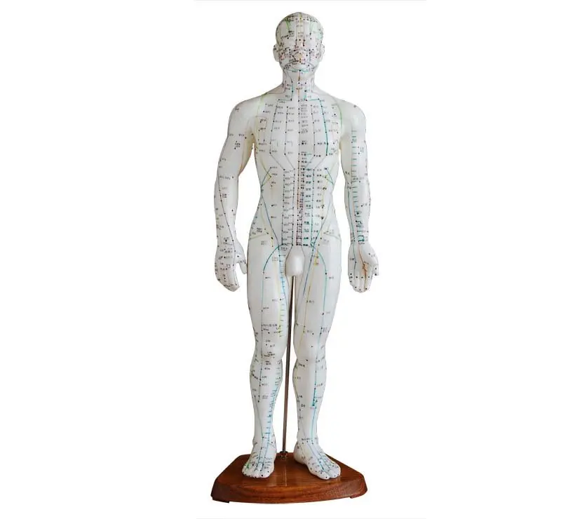 Акупунктура модель 50 см мужской HR 503|acupuncture model|acupuncture |