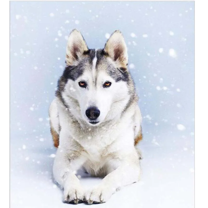 

5D Diy Diamond Painting Animal White Dag Diamond Mosaic Cross Stitch Full Round Drill Diamond Embroidery Decoration Drawings