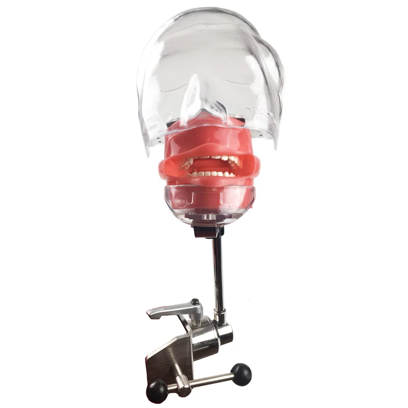 Стоматологическая голова манекена тренировочный симулятор фантомная модель с DP