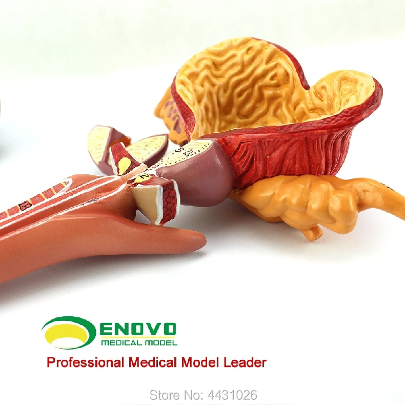 

ENOVO Anatomical model of male reproductive system in male and female genitals
