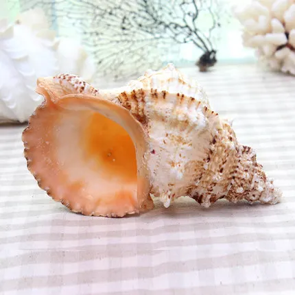 Натуральный раковины натуральная большая лягушка Улитка натуральное семейное