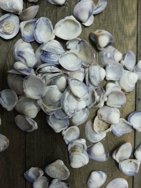 100% Натуральный маленький белый морские раковины идея для домашнего украшения |