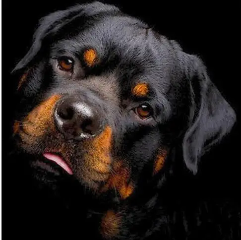 

Diy Diamond Painting Animals Dogs 5D Cross Stitch Crystal Full Square Diamond Diamond Embroidery Home Decor Animals