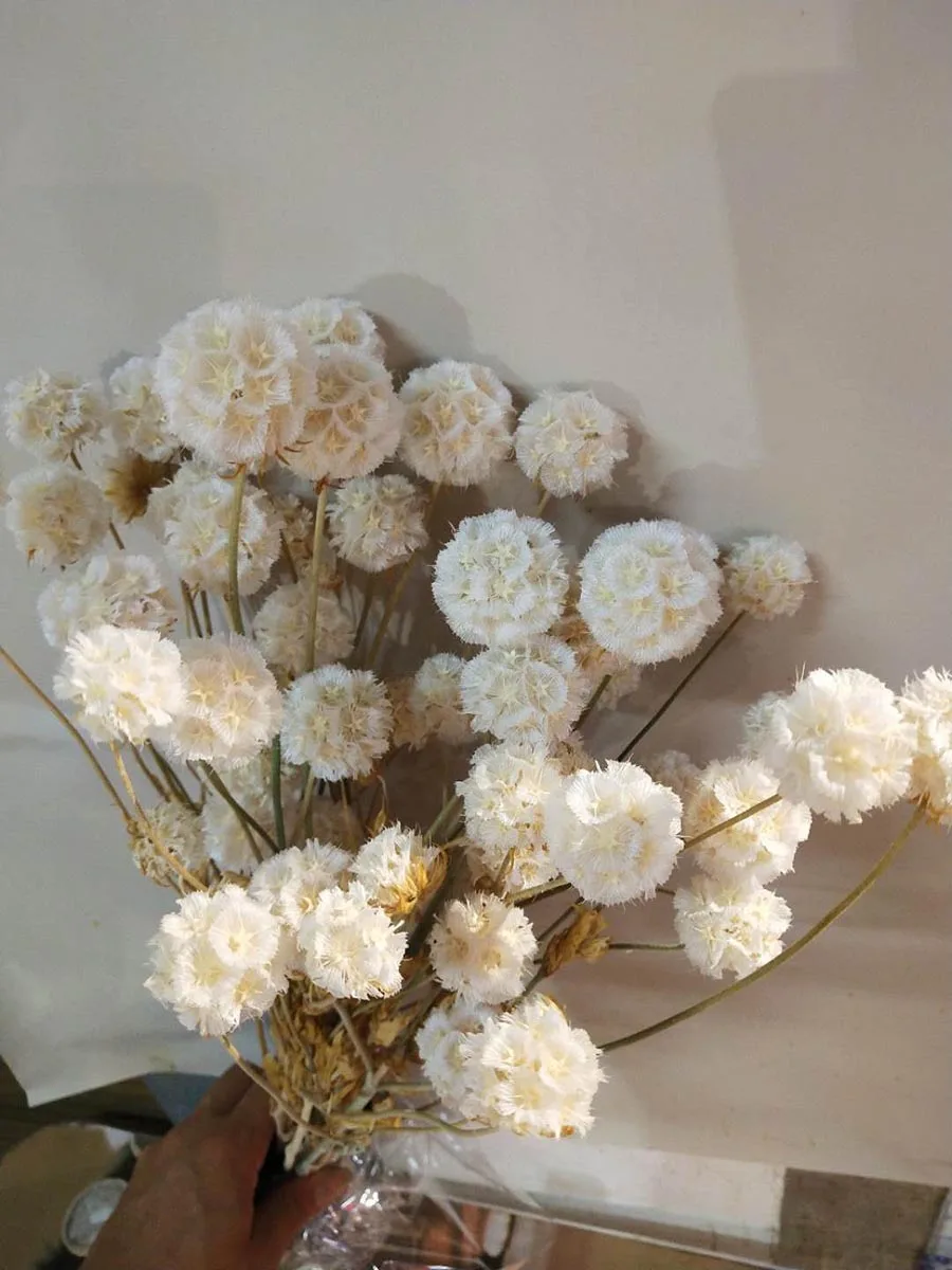 10 пучков предварительно просушенный Scabiosa Stellata цветок для ремесла подарок аксессуары украшения Организация цветов DIY
