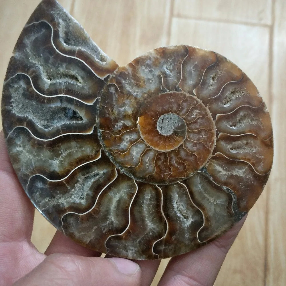 100-110 г чистый аммонит PRETTY NAUTILUS мадагаскарская ископаемая руда камень