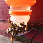 Инструменты для пчеловодства, 30 шт., питьевой фонтанчик, пчеловодная королева, оборудование для питьевой воды, инструменты для пчеловодства
