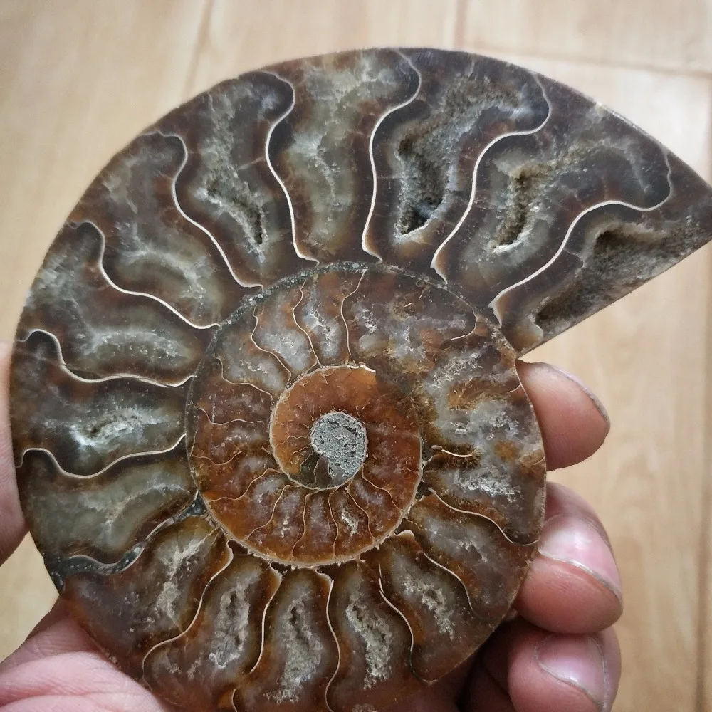 100-110 г чистый аммонит PRETTY NAUTILUS мадагаскарская ископаемая руда камень