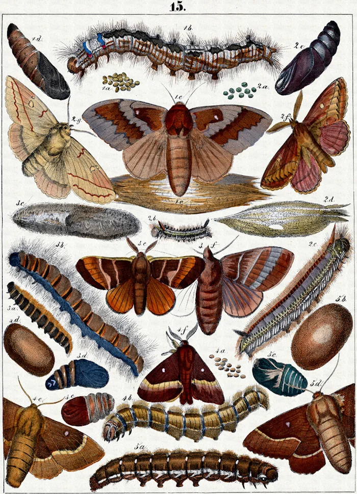 Винтажные рекламные плакаты постеры в виде насекомых моли энциклопедии крафт