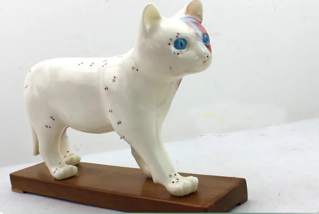 

cat anatomical models cat acupuncture point model educational model cat model