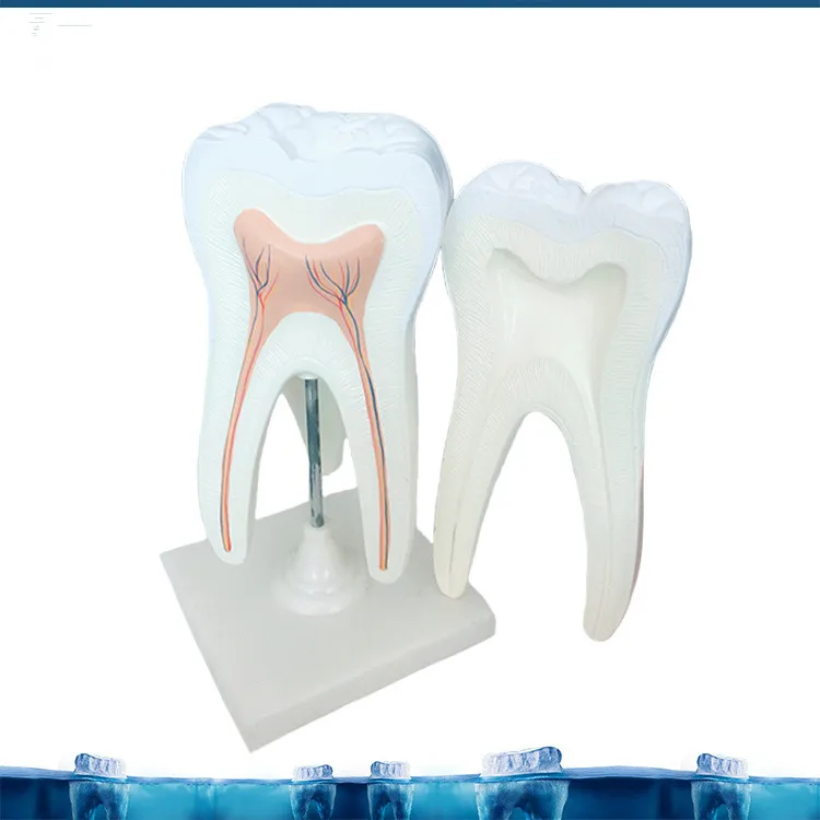 Large Dental Tooth Anatomy Dispaly Model Anatomical Teeth Nerve with Support Dentist Medical Science Teaching 30*16*16CM | Канцтовары