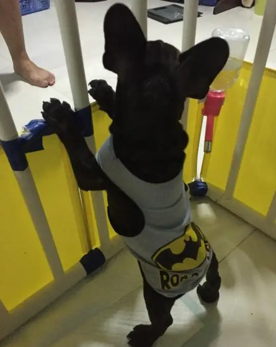 Хорошая цена новый милый мультфильм собака одежда костюм маленький щенок