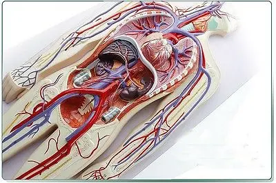 Моделирующая анатомическая кровеносная система медицинская модель | Канцтовары