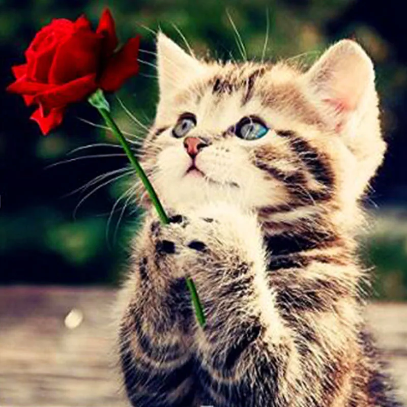 Алмазная вышивка Ухаживание кошка животного аксессуары для вышивки крестом