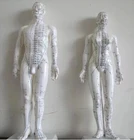 Меридиановая модель человека, акупунктурная точка, модель человеческого тела 50 см, мужской или женский, бесплатная доставка