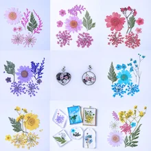 QIAOQIAO DIY прессованных цветы небольшой высушенные для
