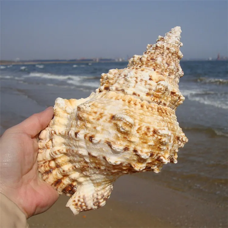 Домашний интерьер, 1 шт., украшение в виде морского моря, 10-25 см, большая раковина, натуральные украшения в виде раковины, Свадебные/праздничные/вечерние украшения, подарок
