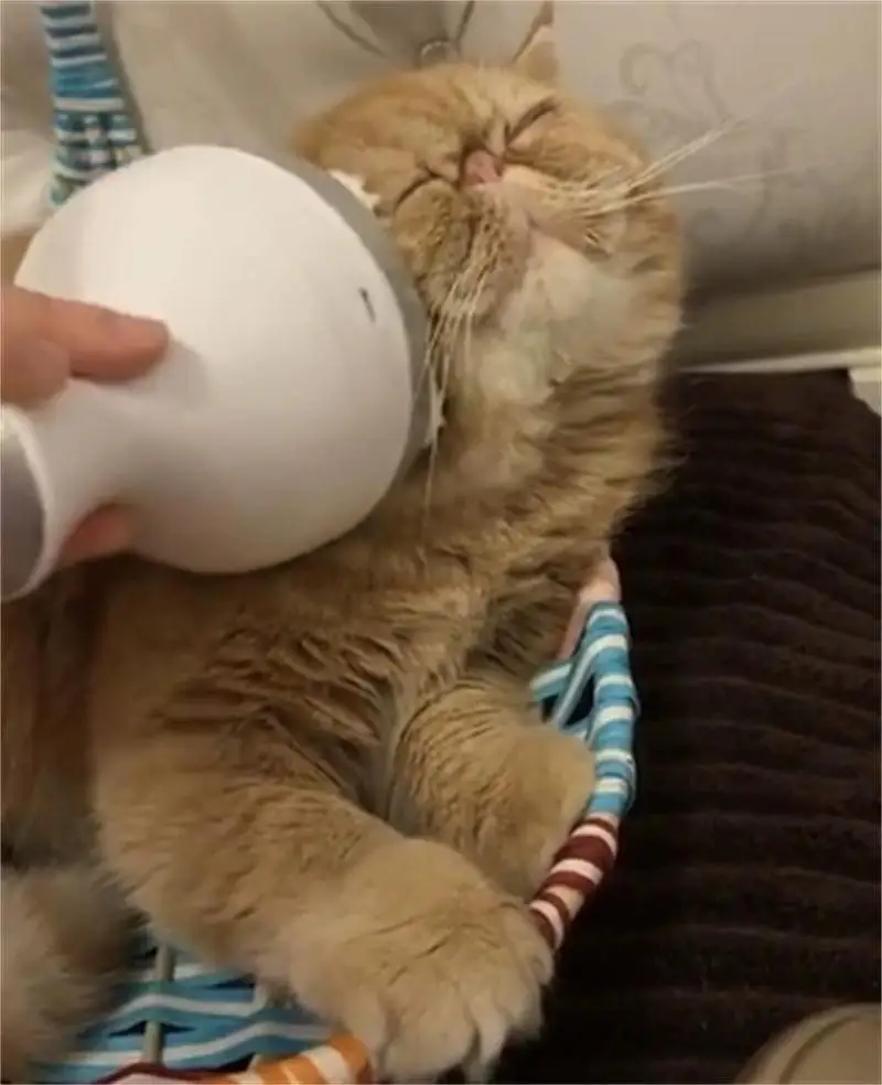 

Pet Cats Dogs Paw Head Shiastu Massage Comfort Manual Grooming Supplies Home Electric Massager Roller Relaxation USB Charging
