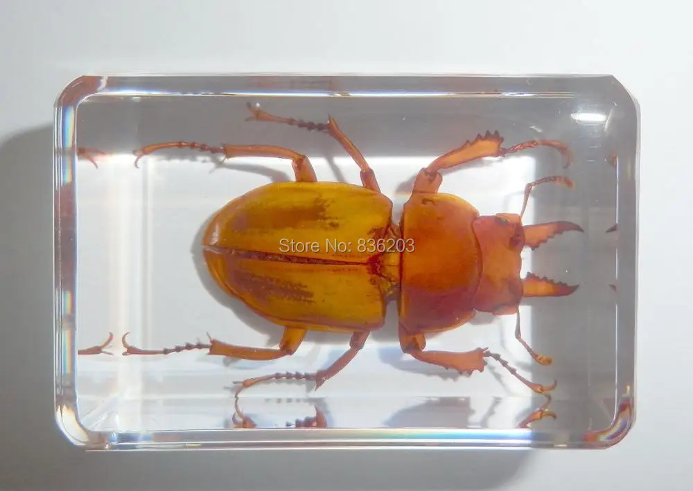 Золотистый коричневатый Олень в прозрачном акриловом научном стандарте