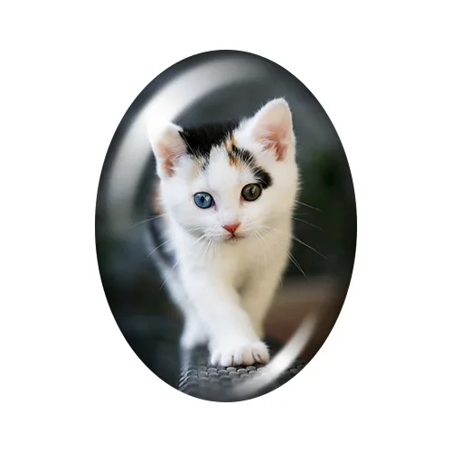 Восхитительные котики Домашних животных 10 шт смешанные цвета 13x1 8 мм/18x2 5 мм/30x40 мм