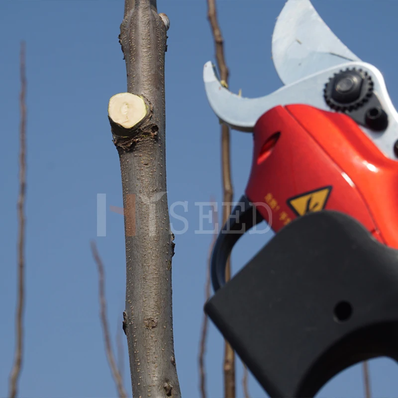 Одобренные CE электрические ножницы садовые высокие сучкорез телескопические