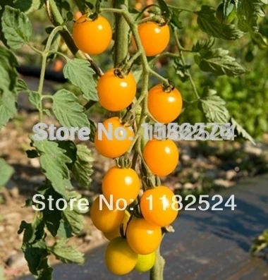 ~50 *yellow Mini (f1) Tomato Seeds Bonsai Fruit Vegetables |