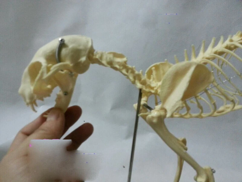 Кошка скелет модель ПВХ животное образовательная скелета модель|cat skeleton model|cat