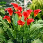 YUMEART алмазная живопись красная Калла цветы лилии Алмазная вышивка дисплей Алмазная мозаика картины с Стразы рукоделие