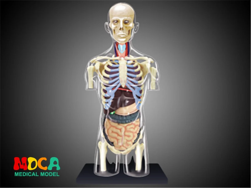 

Human body splanchnic 4d master puzzle Assembling toy human body organ anatomical model medical teaching model