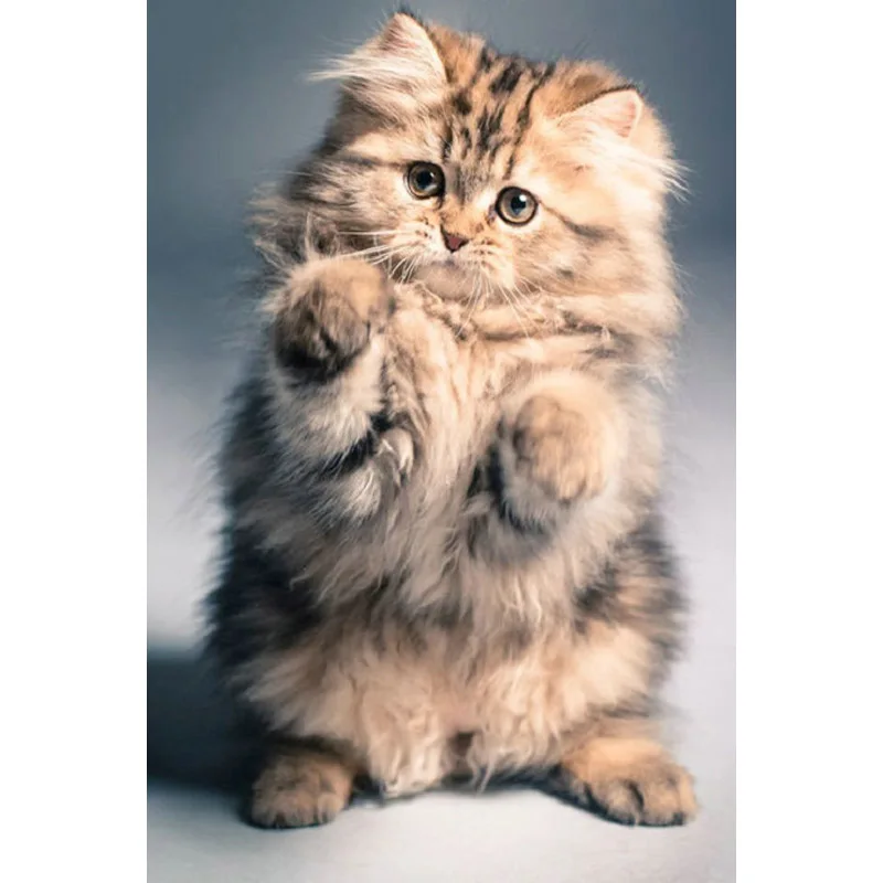 

YIKEE Diamond Painting Cat Color Full Diamond Painting Full Square Animal Home Decor Diamonds Mosaic k707