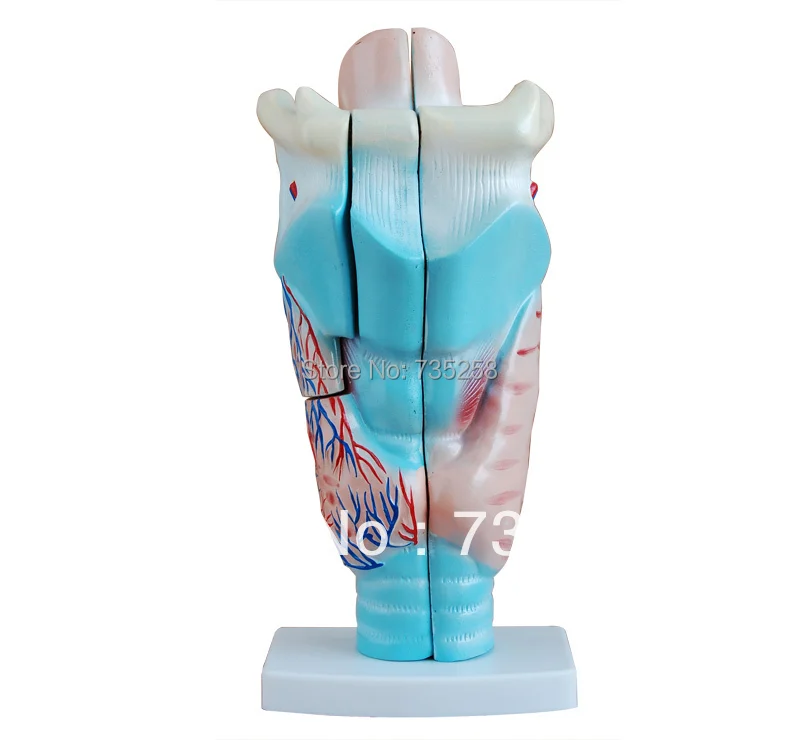 Увеличенная модель гортани человека анатомическая гортани|human larynx|larynx modelanatomical