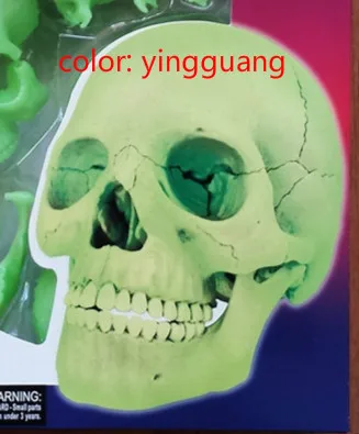 Человека Красочные Анатомия череп мозг Скелет Анатомические Стоматолог