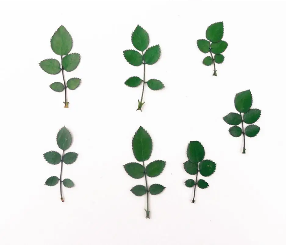 

100pcs Pressed Press Dried Rose Leaf Plants For Epoxy Resin Pendant Necklace Jewelry Making Craft DIY Accessories