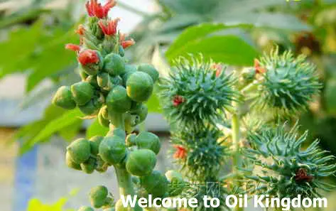 Massage Essential Oil 100%pure Plant Base Oils Castor Natural Aromatherapy Nourish Hair Prevent Skin Aging |