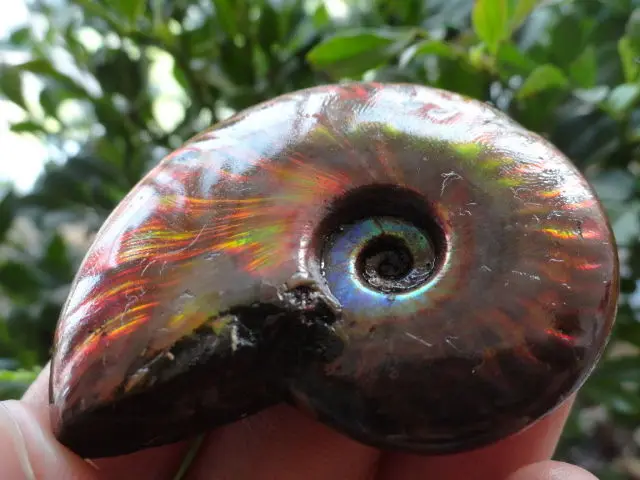 50 г мадагаскарский меловой Радужный огненный аммонитовый ископаемый|fossil fossils|fossil