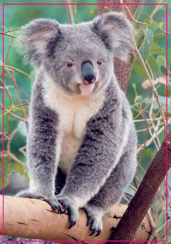 10K памятники магниты австралийская коала прямоугольник металлический магнит на