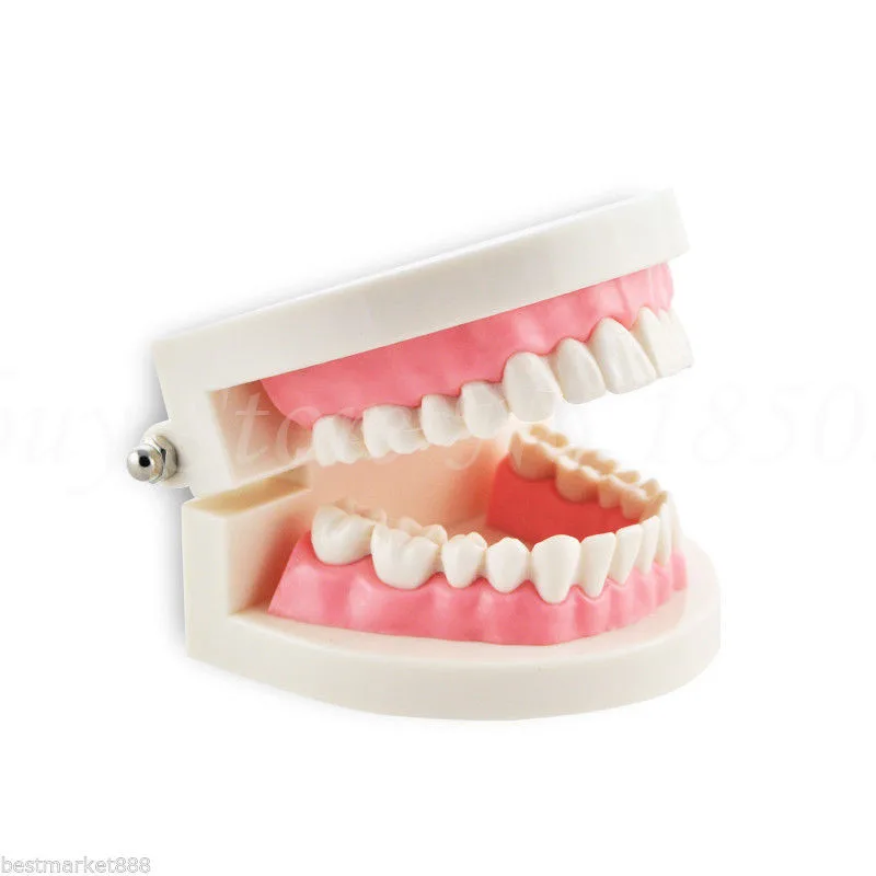 Portable New Dentist Dental Teeth Model Tooth for Medical Science Teaching Promotion | Канцтовары для офиса и дома